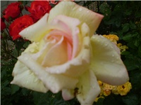 28beea80-Picture 179.jpg